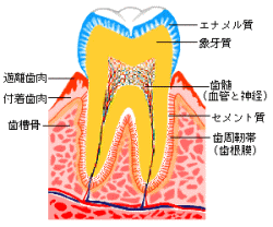 歯牙解剖図