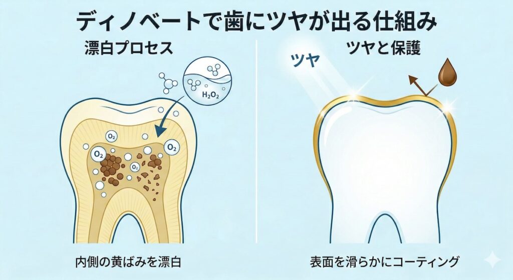 ディノベートの過酸化水素による漂白とポリリン酸によるコーティングで歯にツヤが出る仕組み